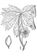 Image of mayapple