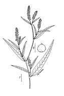 Image de Persicaria pensylvanica (L.) M. Gómez