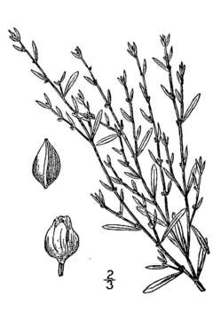 Image of bushy knotweed
