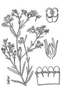 Image of polypremum