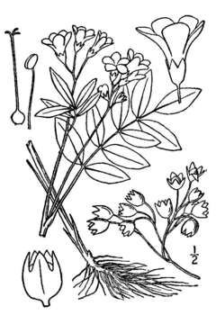 Image of Greek valerian