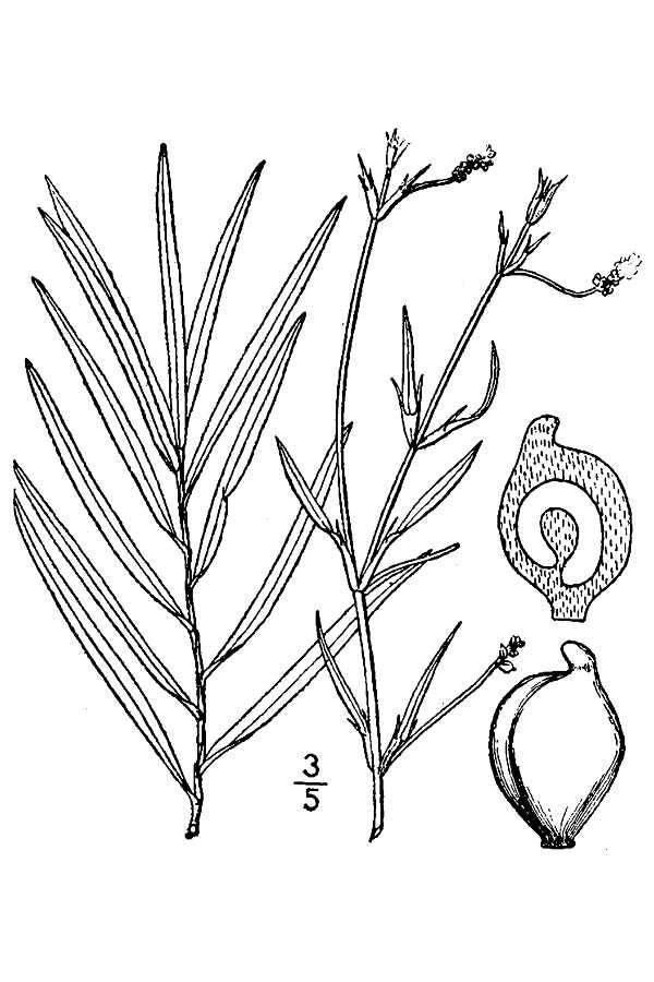 Image of Robbins' pondweed