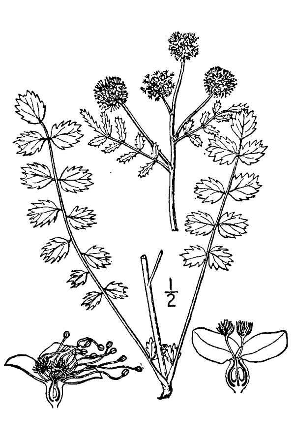 Poterium sanguisorba subsp. polygamum (Waldst. & Kit.) Asch. & Graebn.的圖片