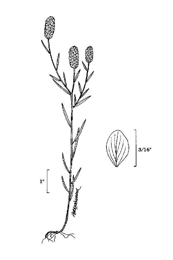 Image of blood milkwort