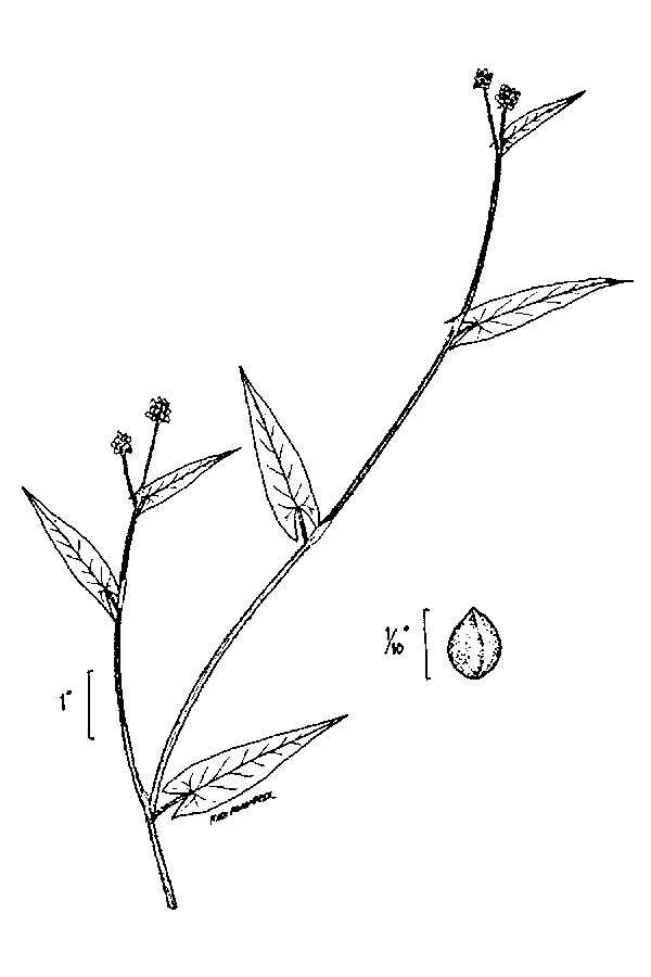 Слика од Polygonum sagittatum