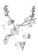 صورة Fallopia scandens (L.) Holub