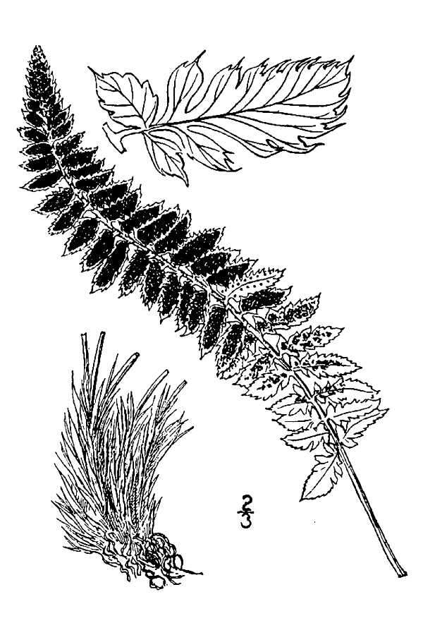 Image of mountain hollyfern