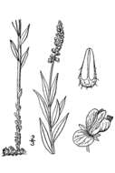 Image of Seneca snakeroot