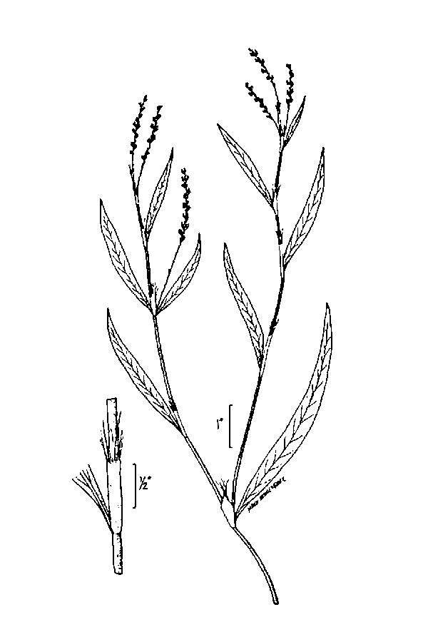 Polygonum setaceum resmi