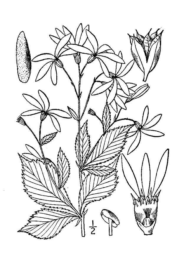 Plancia ëd Gillenia trifoliata (L.) Moench