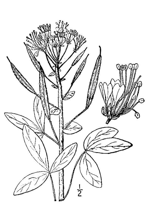 Image of sandyseed clammyweed