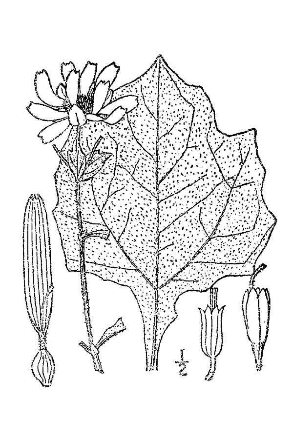 Image of hairy leafcup