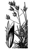 Image of Leiberg's Blue Grass