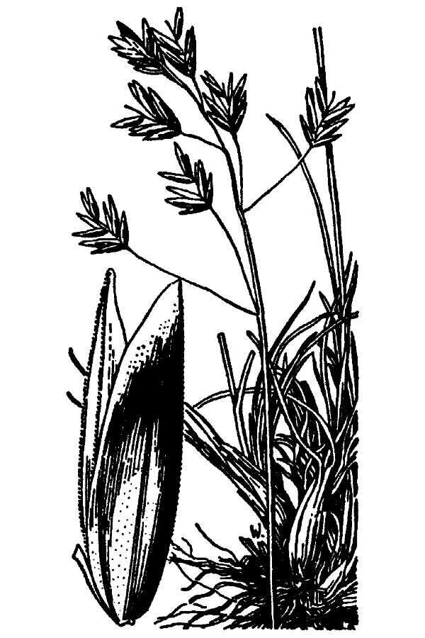 Image of Leiberg's Blue Grass