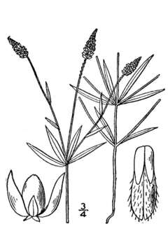 Plancia ëd Polygala verticillata L.