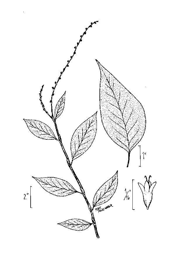 Image de Persicaria virginiana (L.) Gaertner