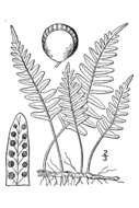 Image de Polypodium virginianum L.