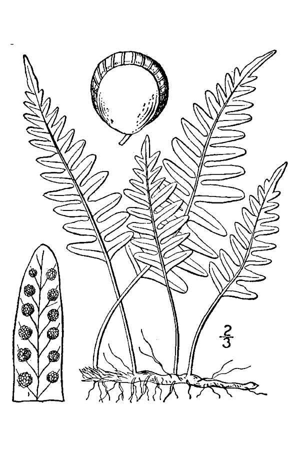 Image de Polypodium virginianum L.