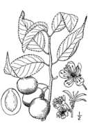 Image of American Plum