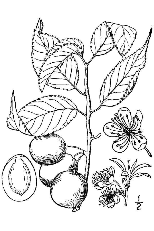 Image of American Plum