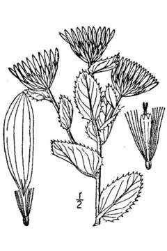 Sivun Grindelia ciliata (Nutt.) Spreng. kuva