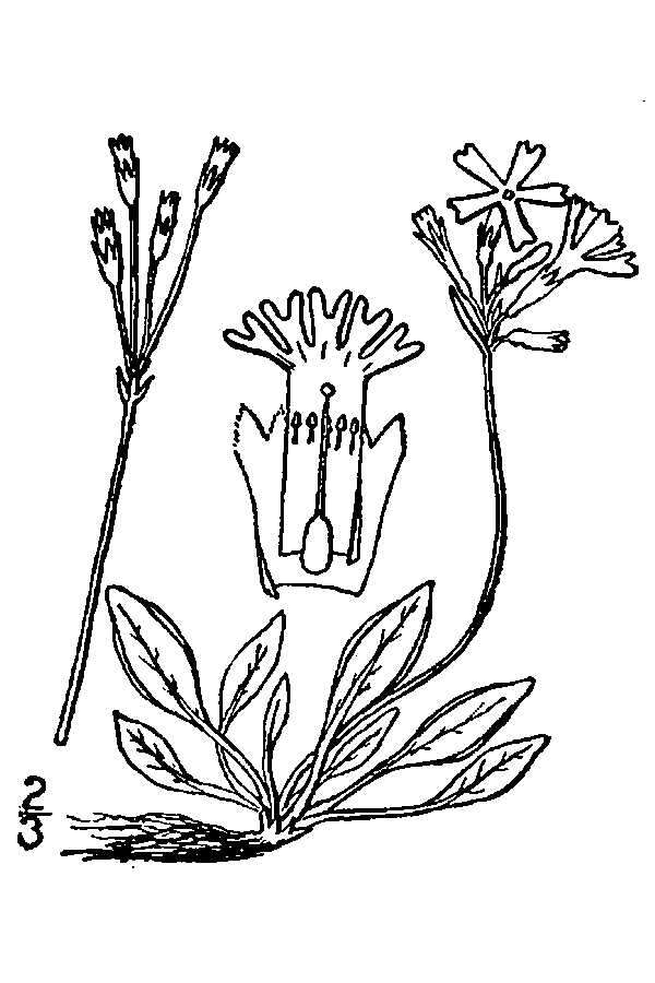 Image of Greenland Primrose