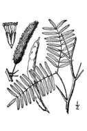 Image of honey mesquite