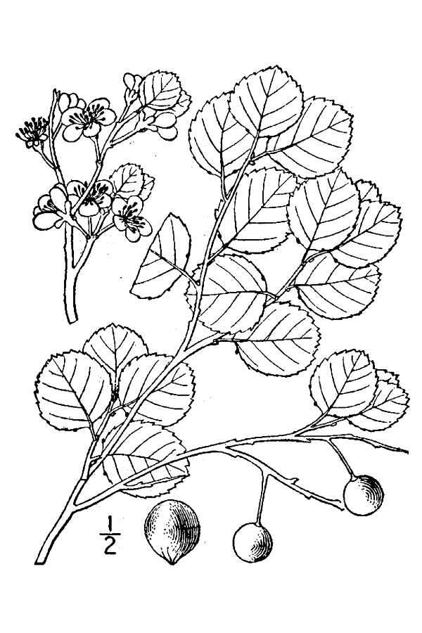 Image of Graves' plum