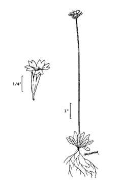 Image de Primula incana M. E. Jones