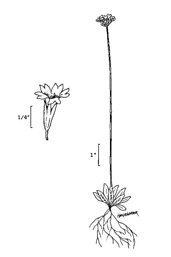 Plancia ëd Primula incana M. E. Jones