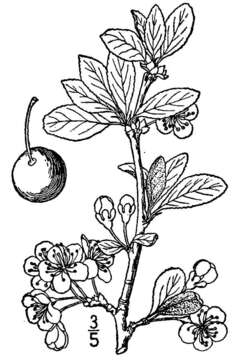 Plancia ëd Prunus domestica subsp. insititia (L.) Bonnier & Layens