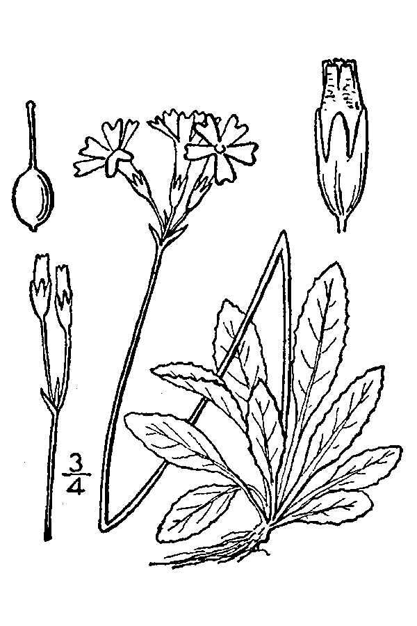 Imagem de Primula mistassinica Michx.