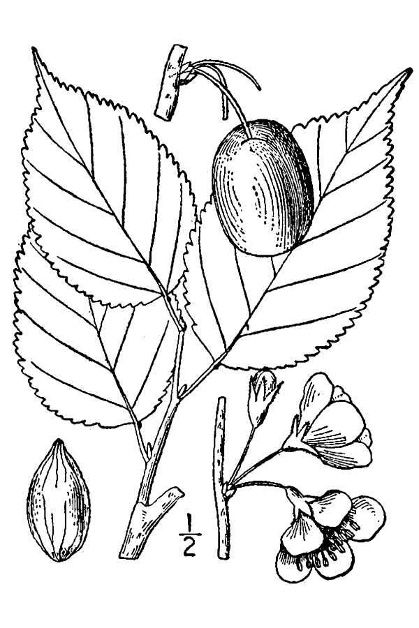 Image of Canadian plum