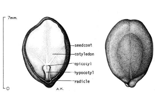 Image of mesquite