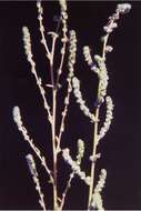 Image de Bassia hyssopifolia (Pall.) O. Kuntze