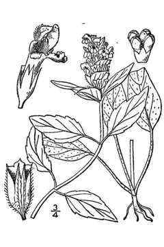 Image of common selfheal