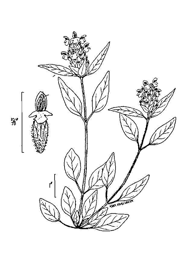 Image of common selfheal