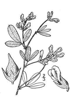 Image of silverleaf Indian breadroot