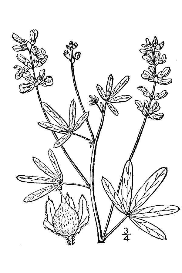 Imagem de Psoralea digitata Torr. & A. Gray