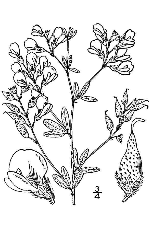 Image of slimflower scurfpea