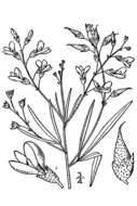 Image of narrowleaf Indian breadroot