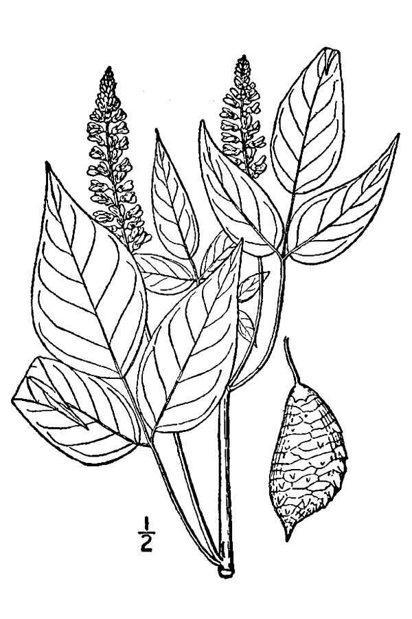 Psoralea onobrychis Nutt.的圖片