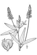 Image of Sampson's snakeroot