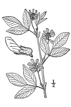 Imagem de Psoralea stipulata Torr. & A. Gray