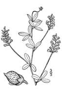 Image of slimflower scurfpea