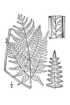 Image of Bracken