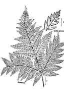 Image of Bracken