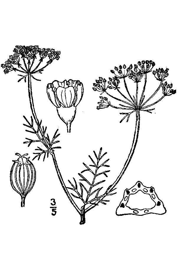 Imagem de Ptilimnium capillaceum (Michx.) Raf.