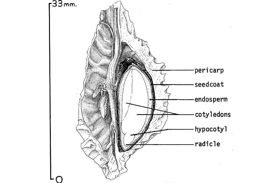 Image of hoptree