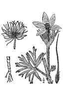 Image of Eastern Pasque Flower